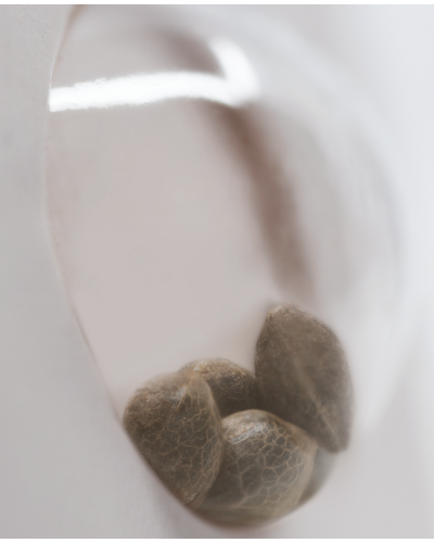 Double Banana Kush • Gefeminiseerd