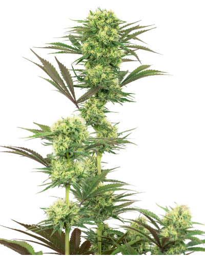 Guava Jelly • Gefeminiseerd