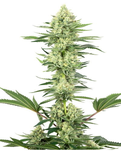 White Gorilla Haze • Gefeminiseerd