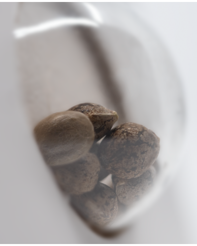 Guava Jelly • Gefeminiseerd