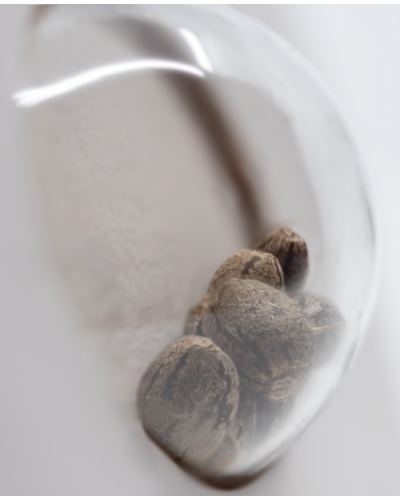 White Gorilla Haze • Gefeminiseerd