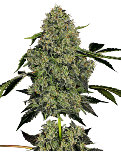 O.G. Kush • Autoflower