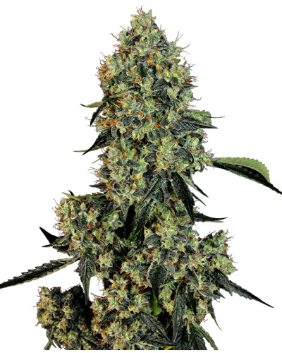 O.G Kush • Gefeminiseerd