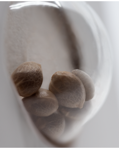 O.G. Kush • Autoflower