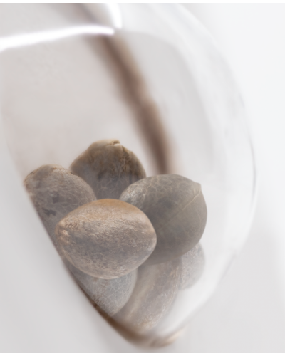 O.G Kush • Gefeminiseerd