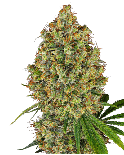 AK 420 • Gefeminiseerd