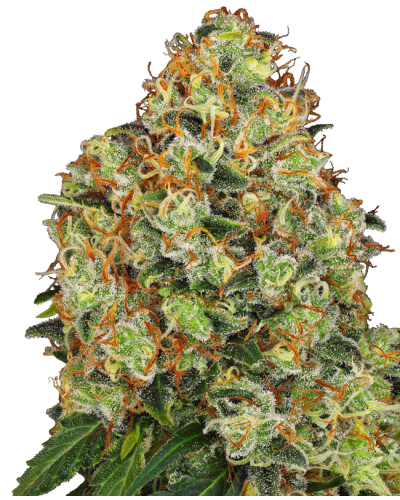 Sweet Tangerine Tango • Autoflower