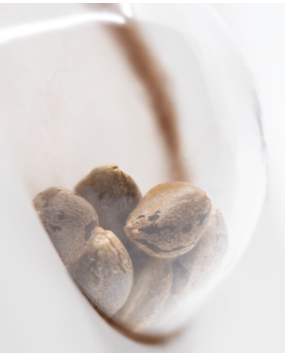 Sweet Tangerine Tango • Autoflower