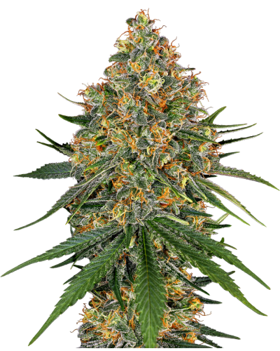 White Cheese • Gefeminiseerd