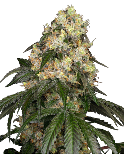 White Biscotti OG XXL • Gefeminiseerd