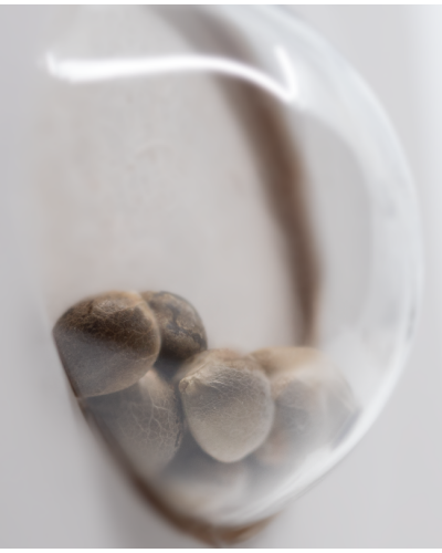 White Cheese • Gefeminiseerd