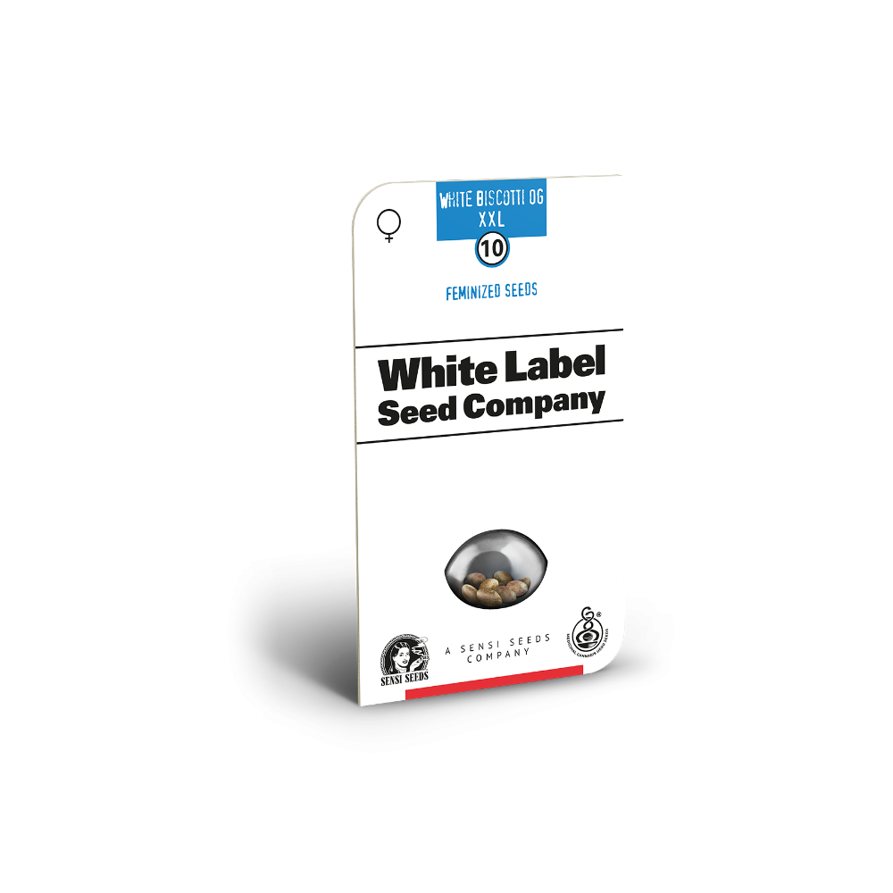 White Biscotti OG XXL • Gefeminiseerd