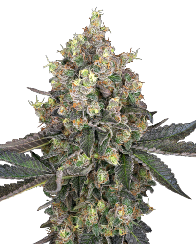 Sweet Berry Breeze • Gefeminiseerd