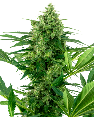 Banana Frosting • Gefeminiseerd