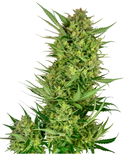 Buttercream Gelato • Gefeminiseerd