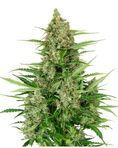 Double Kush Cake • Autoflower