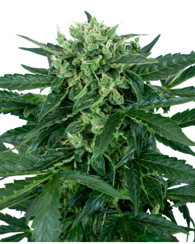 Sensi Amnesia • Autoflower