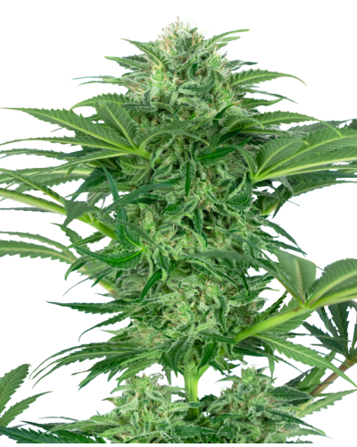 Skunk Dream CBD • Gefeminiseerd