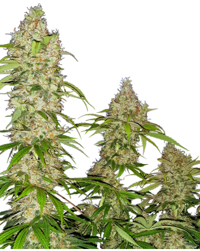 Banana Kush Cake • Gefeminiseerd