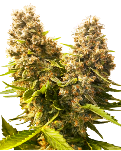 Banana Kush Cake • Autoflower