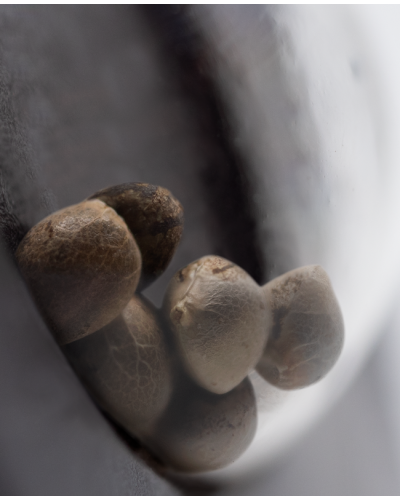 Mandarin Punch • Gefeminiseerd