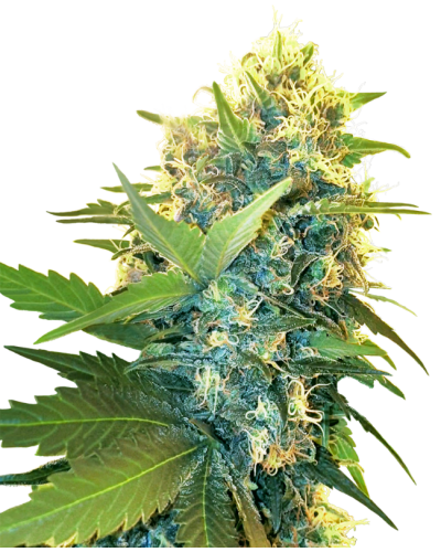 Double Kush Cake • Gefeminiseerd