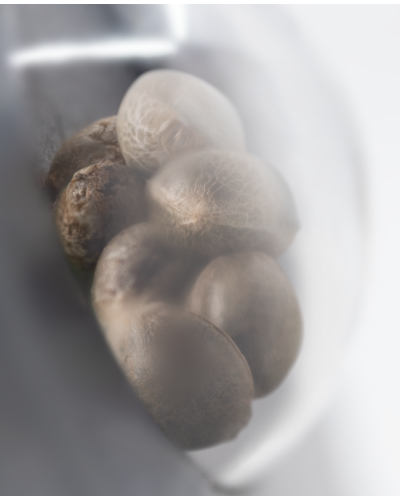 Double Kush Cake • Gefeminiseerd