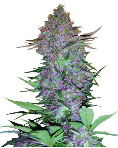 Purple Skunk • Autoflower