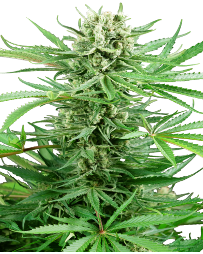 Papi Chulo OG • Gefeminiseerd