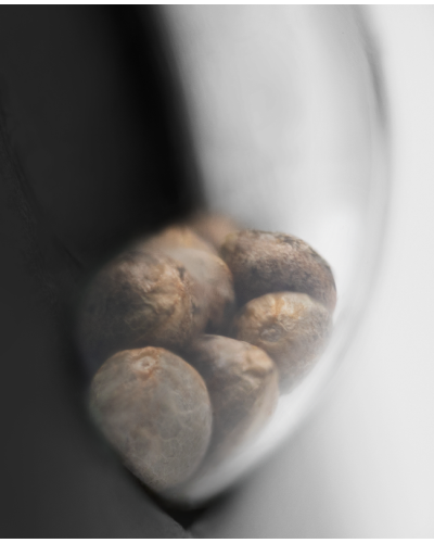 Papi Chulo OG • Gefeminiseerd