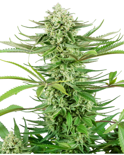 Cashew Kush • Gefeminiseerd