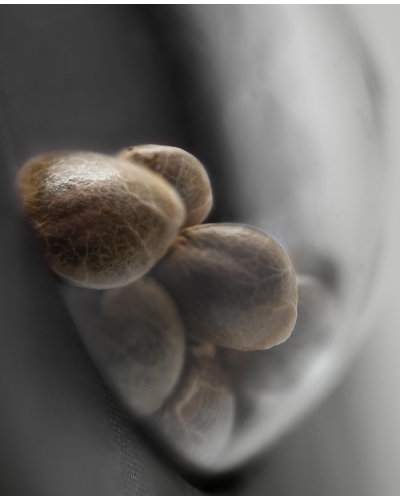 Cashew Kush • Gefeminiseerd