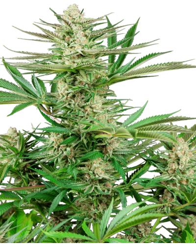 Malibu OG Gold • Gefeminiseerd