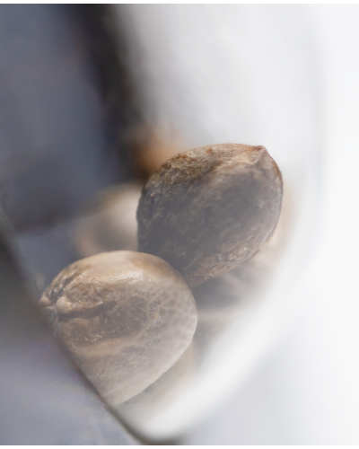 Malibu OG Gold • Gefeminiseerd