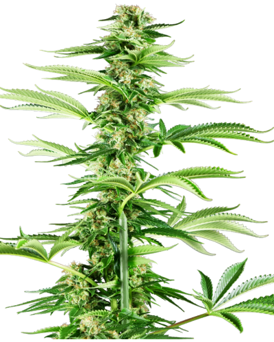 Honey Melon Haze • Gefeminiseerd