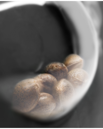 Honey Melon Haze • Gefeminiseerd