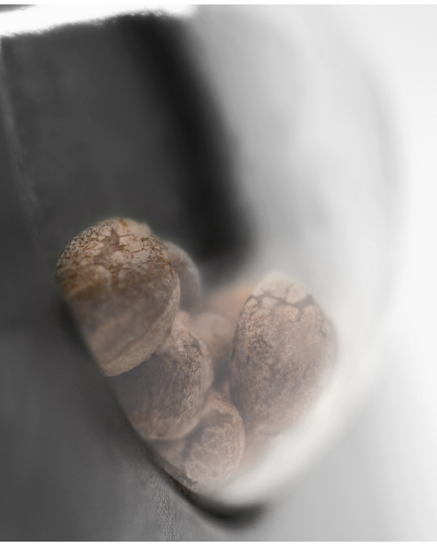 Pumpkin Spice • Gefeminiseerd