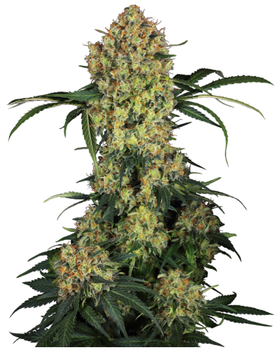 Aloha OG • Gefeminiseerd