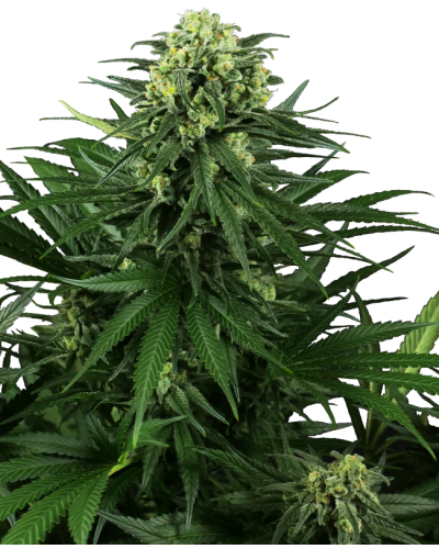 Honey Melon Kush • Gefeminiseerd