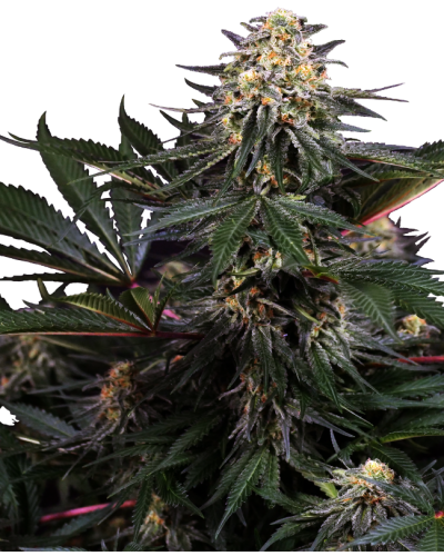 Lockdown Kush • Gefeminiseerd