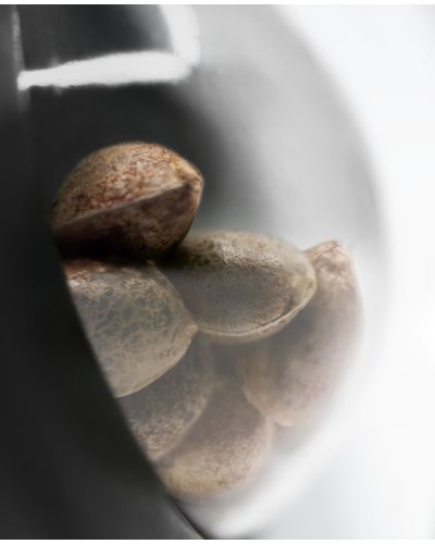 Lockdown Kush • Gefeminiseerd