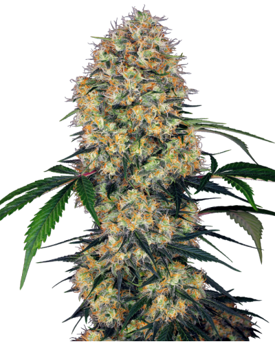 Sensi Amnesia XXL • Autoflower