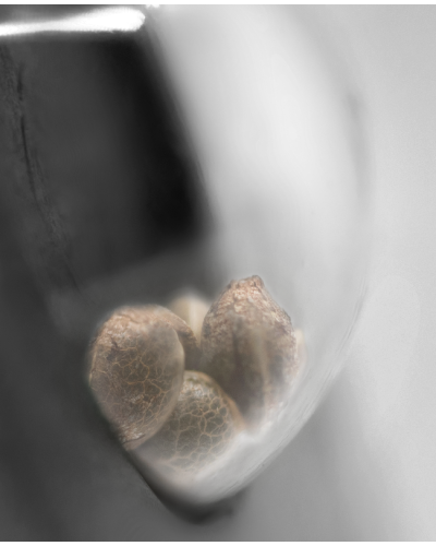 Sensi Amnesia XXL • Autoflower