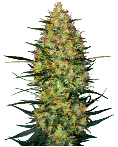 Caramellow Kush • Autoflower