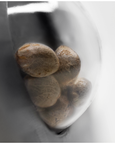 Caramellow Kush • Autoflower