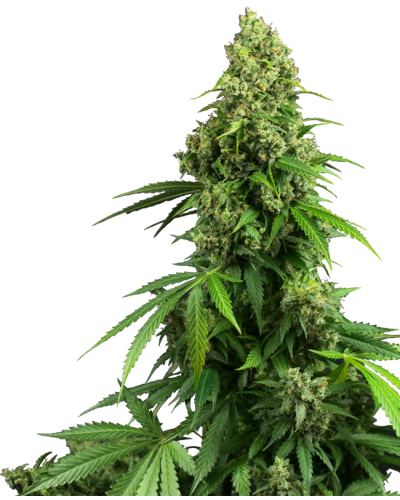 Honey Melon Kush • Autoflower