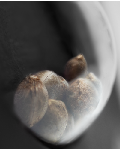 Honey Melon Kush • Autoflower