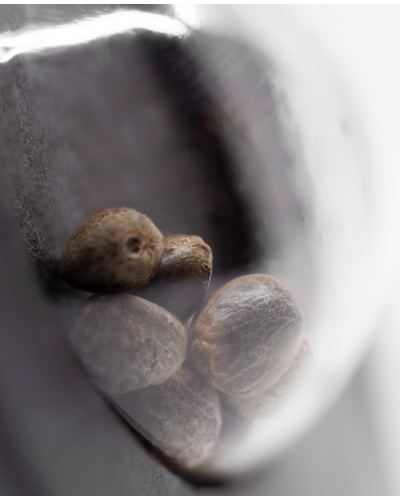 Critical Runtz • Gefeminiseerd