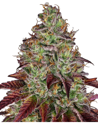 Tezla OG • Gefeminiseerd