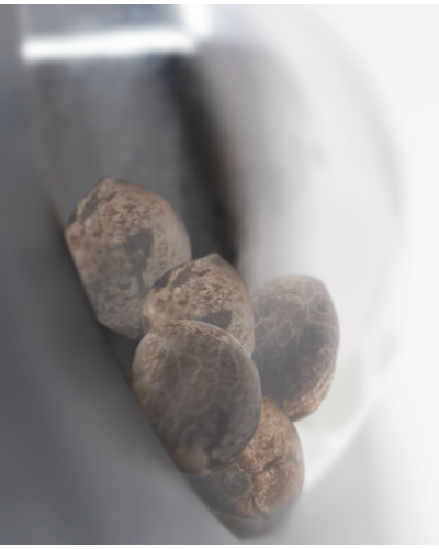 Tezla OG • Gefeminiseerd